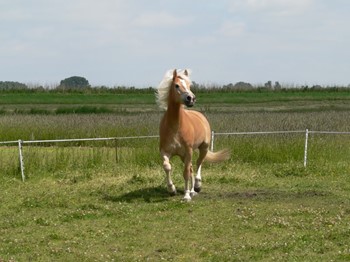 Johorse Delano Van Jodie Van Der Lingen Horse Of The Month