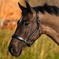 28500008-05-0
