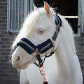 31007202-01-0